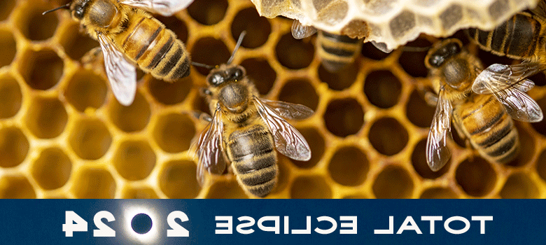 在线博彩教授讨论了日食期间蜜蜂的行为
